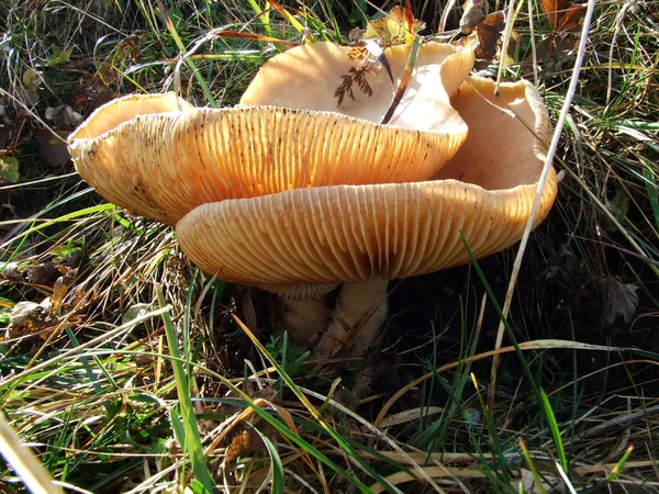 Mushrooms Pastures Forests Churfirsten Mountain Range Canton Gallen Switzerland — Stock Photo, Image