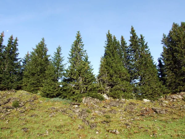 Evergreen Trees Plateau Mountain Ranges Churfirsten Cantão Gallen Suíça — Fotografia de Stock