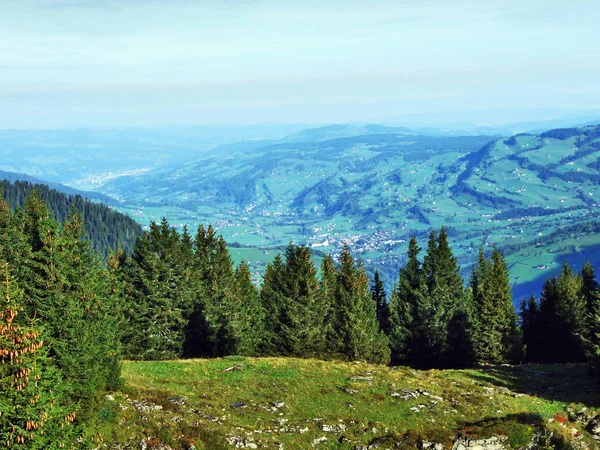 Alberi Sempreverdi Sull Altopiano Sotto Catene Montuose Churfirsten Canton San — Foto Stock