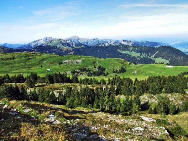 Arbres Persistants Sur Plateau Sous Les Chaînes Montagnes Churfirsten Canton — Photo