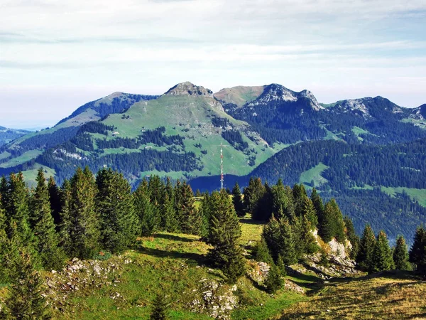 Groenblijvende Bomen Het Plateau Onder Bergketens Churfirsten Kanton Gallen Zwitserland — Stockfoto