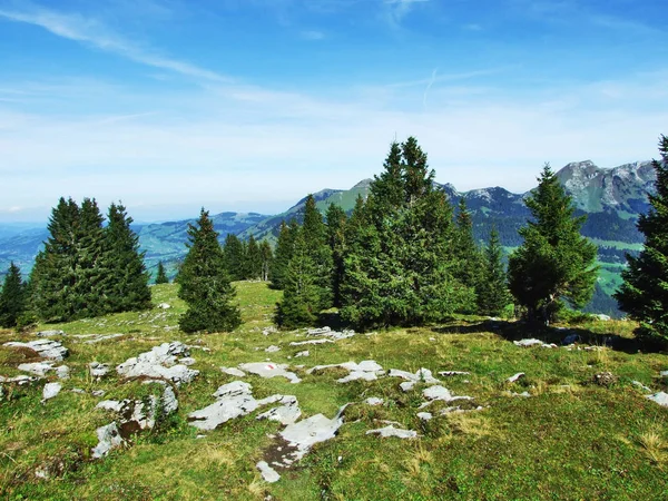 Jehličnaté Stromy Náhorní Plošině Pod Pohořími Pouze Kantonu Gallen Švýcarsko — Stock fotografie