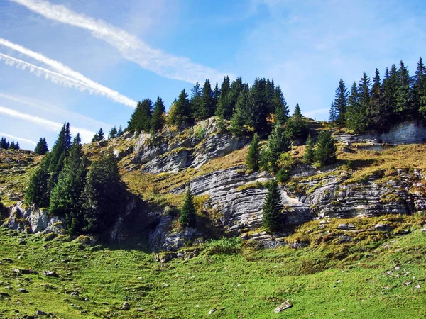 Vintergröna Träd Platån Nedanför Bergskedjan Churfirsten Kantonen Sankt Gallen Schweiz — Stockfoto
