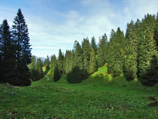 Immergrüne Bäume Auf Dem Plateau Unterhalb Der Bergketten Churfirsten Kanton — Stockfoto