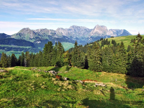 Groenblijvende Bomen Het Plateau Onder Bergketens Churfirsten Kanton Gallen Zwitserland — Stockfoto