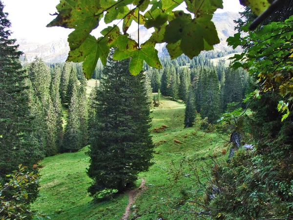 Dağ Churfirsten Canton Gallen Sviçre Altında Plato Üzerinde Yaprak Dökmeyen — Stok fotoğraf