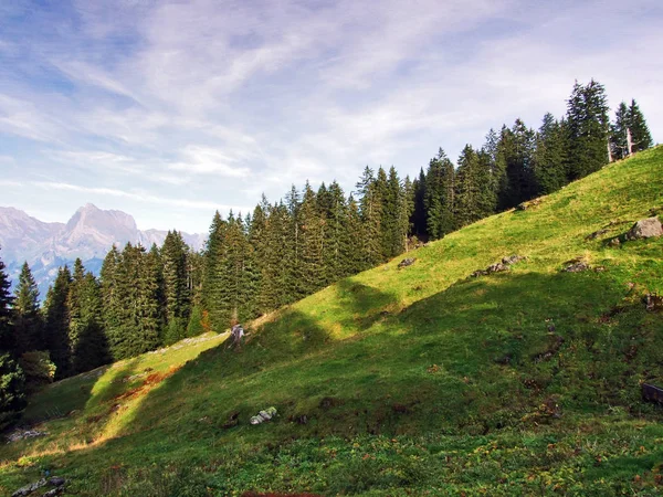 Groenblijvende Bomen Het Plateau Onder Bergketens Churfirsten Kanton Gallen Zwitserland — Stockfoto