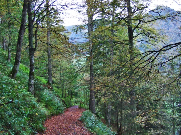 Bosques Valle Del Río Thur Valle Del Thurtal Cantón Gallen —  Fotos de Stock