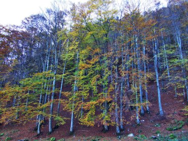 Autumn forest on the slopes of Klontalersee lake or Klontal valley - Canton of Glarus, Switzerland