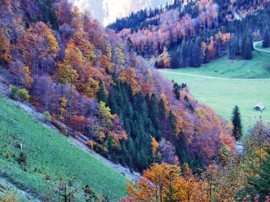 Autumn forest on the slopes of Klontalersee lake or Klontal valley - Canton of Glarus, Switzerland