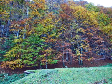 Autumn forest on the slopes of Klontalersee lake or Klontal valley - Canton of Glarus, Switzerland