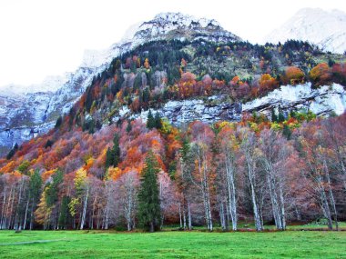 Autumn forest on the slopes of Klontalersee lake or Klontal valley - Canton of Glarus, Switzerland