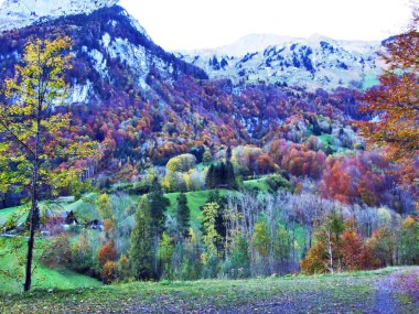 Autumn forest on the slopes of Klontalersee lake or Klontal valley - Canton of Glarus, Switzerland