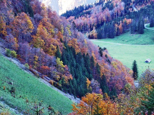Autumn Forest Slopes Klontalersee Lake Klontal Valley Canton Glarus Switzerland — ストック写真