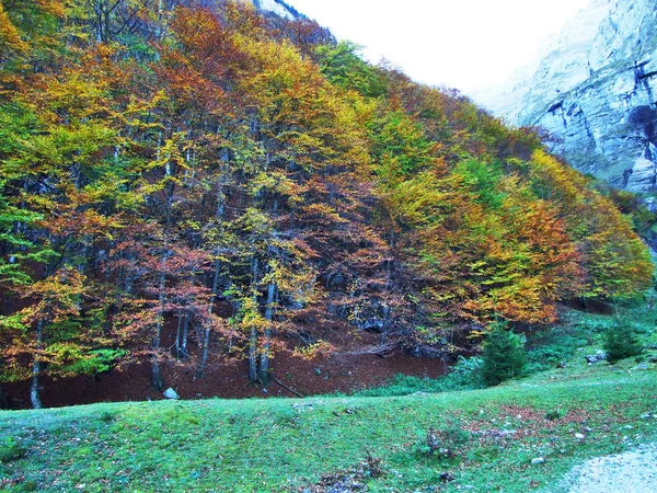 Autumn Forest Slopes Klontalersee Lake Klontal Valley Canton Glarus Switzerland — Stock Photo, Image