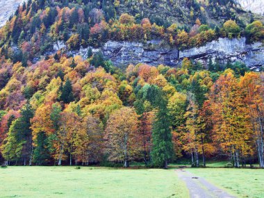 Klontalersee Gölü veya Klontal Vadisi - Canton: Glarus, Switzerland eteklerinde sonbahar orman