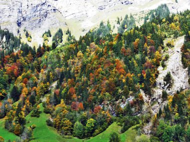 Klontalersee Gölü veya Klontal Vadisi - Canton: Glarus, Switzerland eteklerinde sonbahar orman