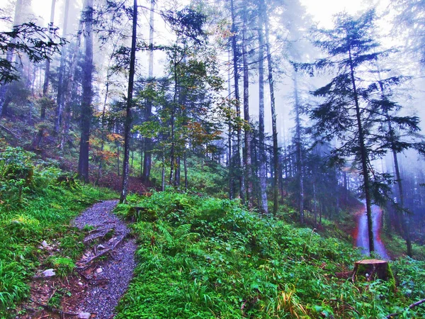 Herbstwald Hang Des Klontalersees Oder Des Klontals Kanton Glarus Schweiz — Stockfoto