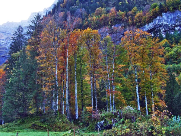 Осінній Ліс Схилах Klontalersee Озеро Або Klontal Долина Кантону Гларус — стокове фото