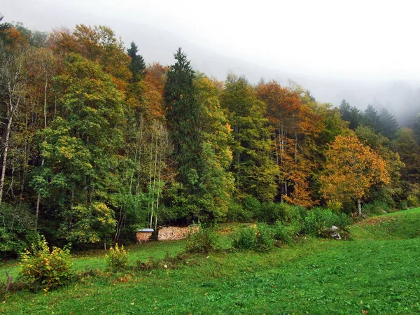 Herbstwald Hang Des Klontalersees Oder Des Klontals Kanton Glarus Schweiz — Stockfoto