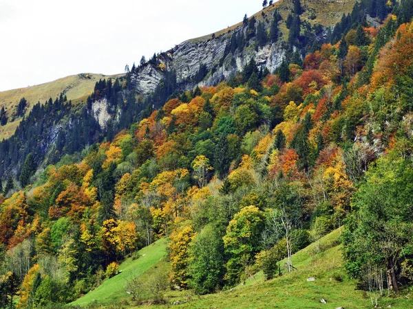 瑞士格洛纳莱湖或克隆塔尔山谷山坡上的秋林 — 图库照片