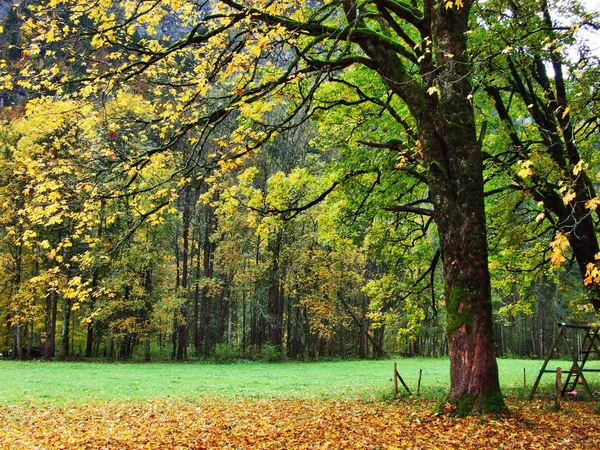 Осенний Лес Склонах Озера Клонталерзее Долины Клонталь Кантон Гларус Швейцария — стоковое фото