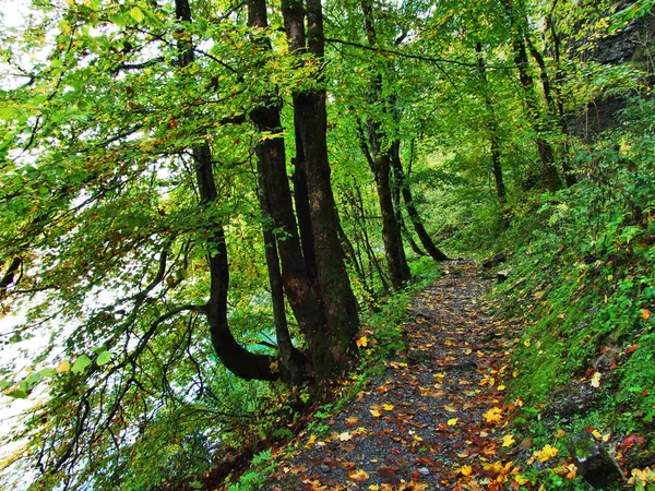 Floresta Outono Nas Encostas Lago Klontalersee Vale Klontal Cantão Glarus — Fotografia de Stock