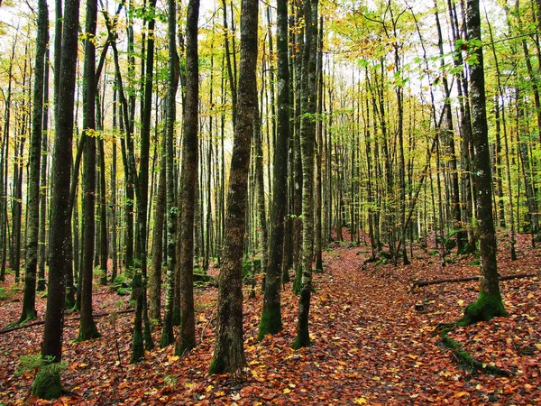 Herfst Bos Hellingen Van Klontalersee Lake Klontal Vallei Kanton Glarus — Stockfoto