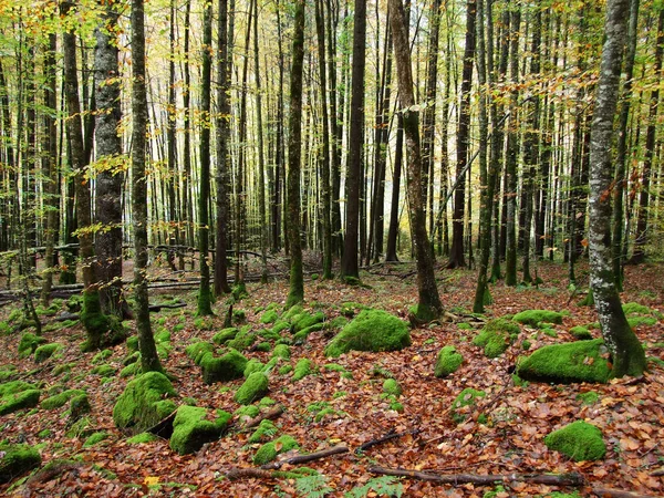 Őszi Erdő Lejtőin Klontalersee Vagy Klontal Völgy Canton Glarus Svájc — Stock Fotó