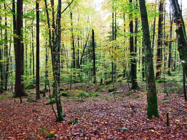 Klontalersee 湖または Klontal バレー カントン グラールス州 スイスの斜面に秋の森 — ストック写真