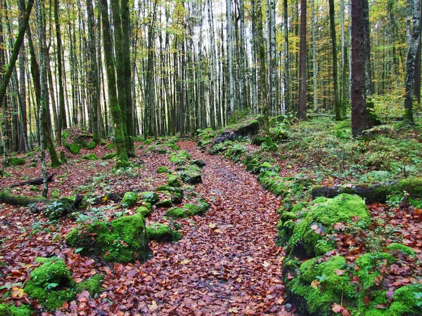 Autumn Forest Slopes Klontalersee Lake Klontal Valley Canton Glarus Switzerland — Stock Photo, Image