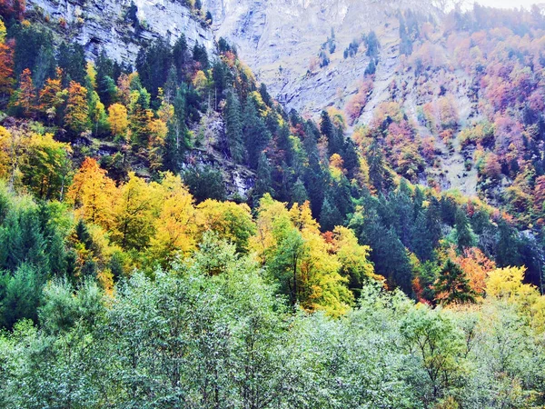 Осінній Ліс Схилах Klontalersee Озеро Або Klontal Долина Кантону Гларус — стокове фото