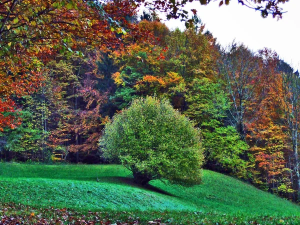 Осень Лиственных Лесах Долины Реки Seez Долины Seeztal Кантон Санкт — стоковое фото