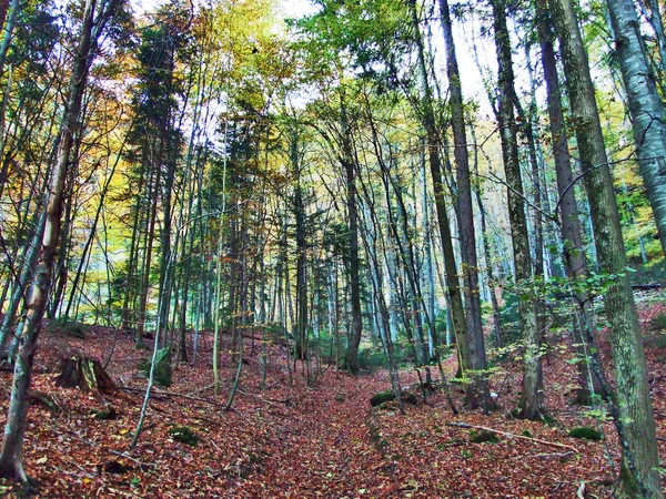 Herbst Den Laubwäldern Des Seeztales Kanton Gallen Schweiz — Stockfoto