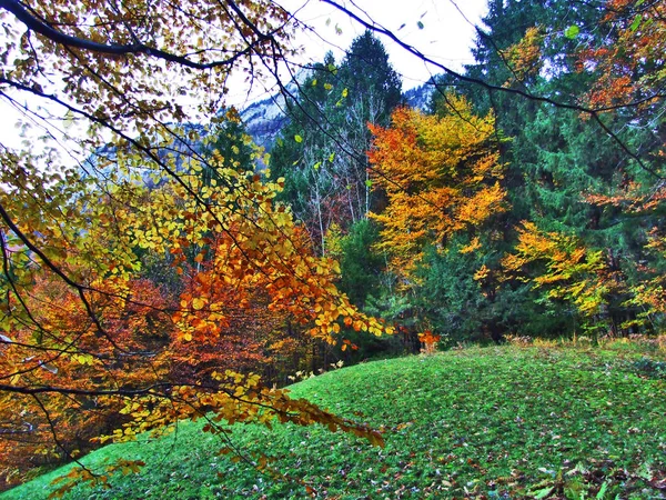 Podzim Listnatých Lesích Údolí Řeky Seez Nebo Seeztal Údolí Kantonu — Stock fotografie