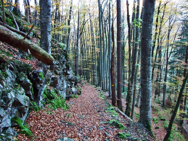 Podzim Listnatých Lesích Údolí Řeky Seez Nebo Seeztal Údolí Kantonu — Stock fotografie