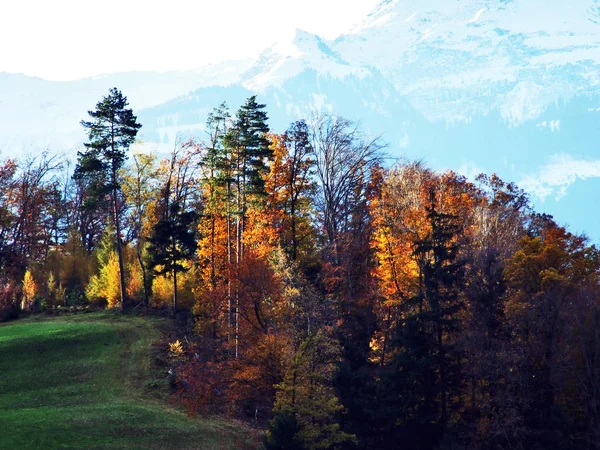 Hösten Lövfällande Skogar Seez Floddal Eller Seeztal Valley Kantonen Sankt — Stockfoto