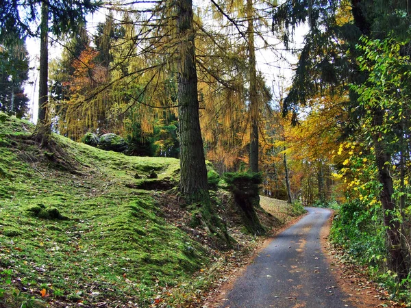 Herbst Den Laubwäldern Des Seeztales Kanton Gallen Schweiz — Stockfoto
