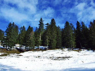 Ağaçlar ve iğne yapraklı ormanlar yamaçları dağ büyük Alvier grup arasındaki Seeztal Vadisi - Canton St. Gallen, İsviçre