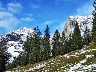 Ağaçlar ve iğne yapraklı ormanlar yamaçları dağ büyük Alvier grup arasındaki Seeztal Vadisi - Canton St. Gallen, İsviçre