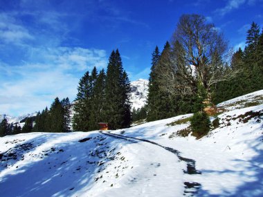 Ağaçlar ve iğne yapraklı ormanlar yamaçları dağ büyük Alvier grup arasındaki Seeztal Vadisi - Canton St. Gallen, İsviçre