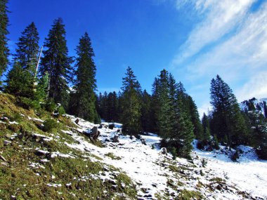 Ağaçlar ve iğne yapraklı ormanlar yamaçları dağ büyük Alvier grup arasındaki Seeztal Vadisi - Canton St. Gallen, İsviçre