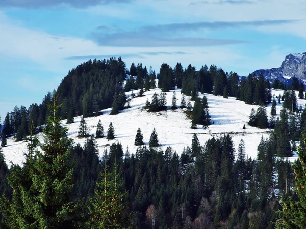 Bomen Naaldbossen Hellingen Tussen Berg Massale Alvier Groep Zwitserse Dal — Stockfoto