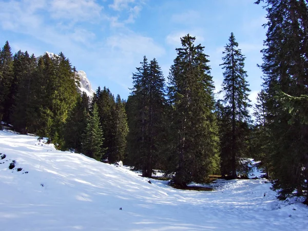 Bomen Naaldbossen Hellingen Tussen Berg Massale Alvier Groep Zwitserse Dal — Stockfoto