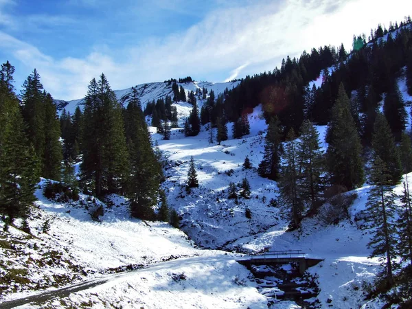 Дерева Хвойні Ліси Схилах Між Гору Масові Alvier Група Seeztal — стокове фото