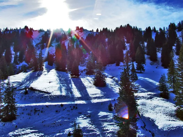 木や山の大規模な Alvier グループと Seeztal バレー ザンクト ガレンのカントン スイス連邦共和国との間の斜面上の針葉樹林 — ストック写真
