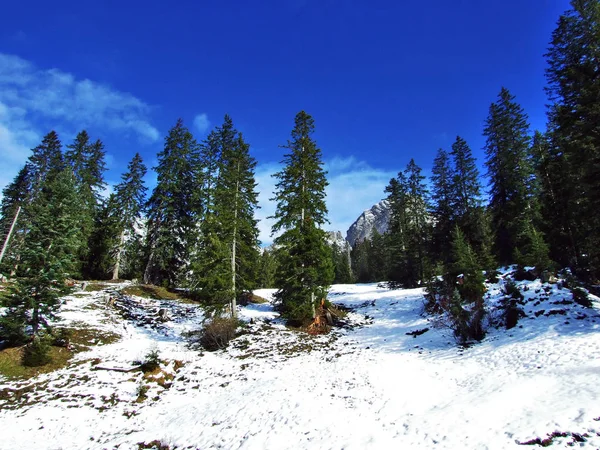 Bomen Naaldbossen Hellingen Tussen Berg Massale Alvier Groep Zwitserse Dal — Stockfoto