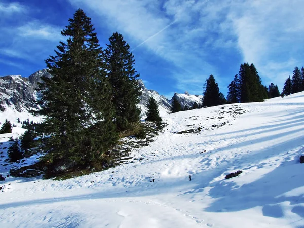 Bomen Naaldbossen Hellingen Tussen Berg Massale Alvier Groep Zwitserse Dal — Stockfoto