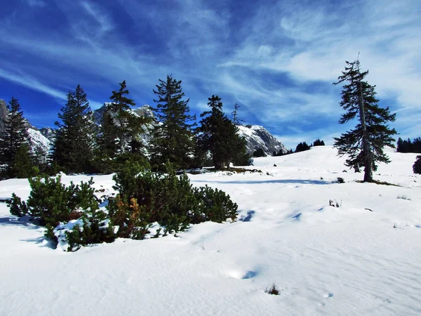 木や山の大規模な Alvier グループと Seeztal バレー ザンクト ガレンのカントン スイス連邦共和国との間の斜面上の針葉樹林 — ストック写真