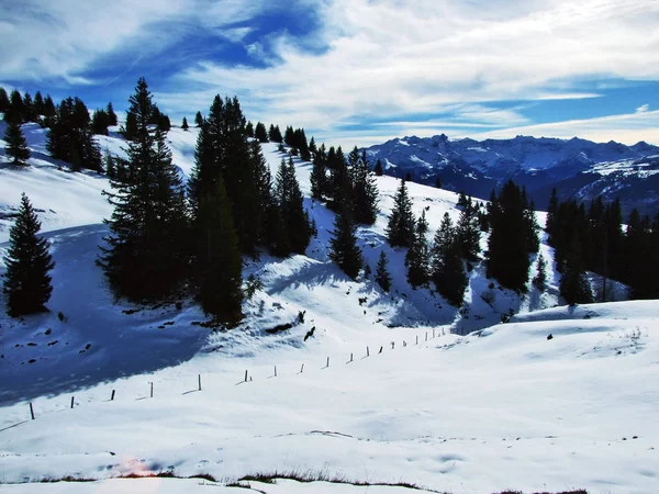 Arbres Forêts Conifères Sur Les Pentes Entre Massif Montagneux Alvier — Photo